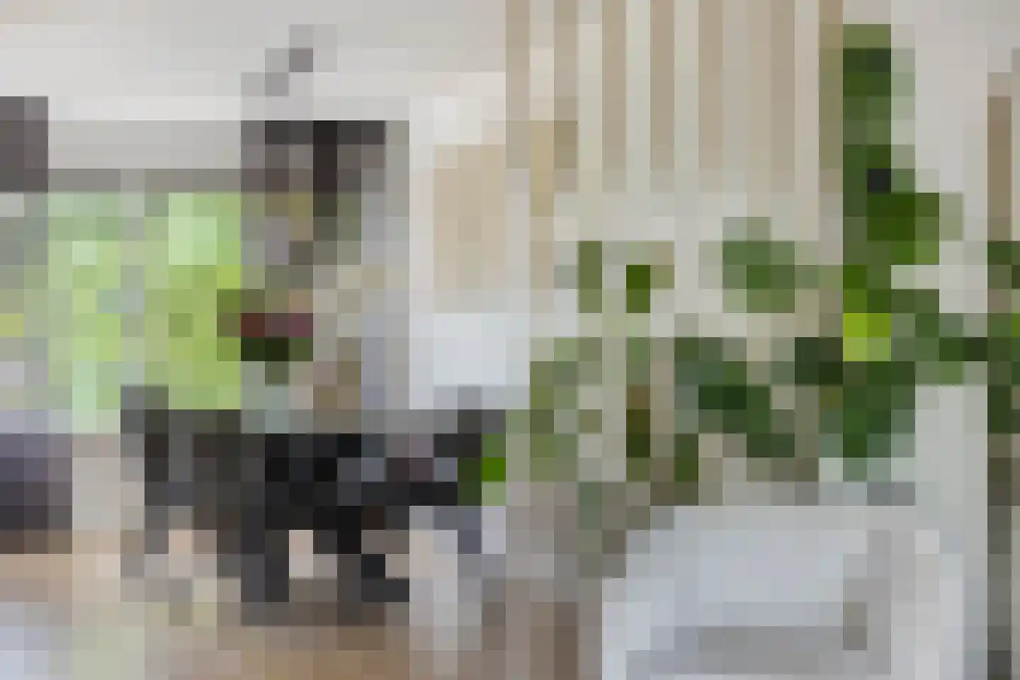Grauwe Gans 39 Emmen thumbnail 18