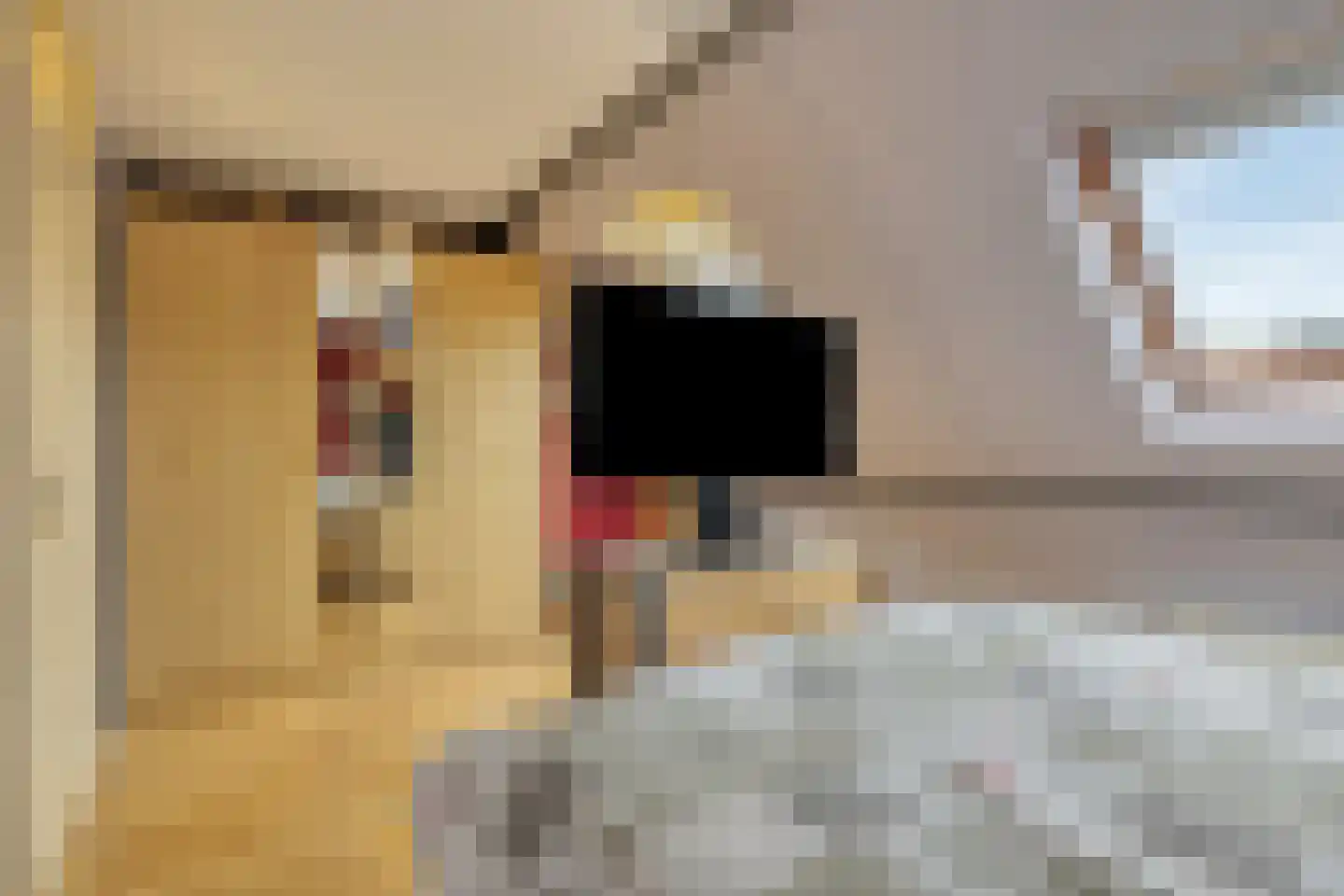 Grauwe Gans 42 Bergen op Zoom thumbnail 18