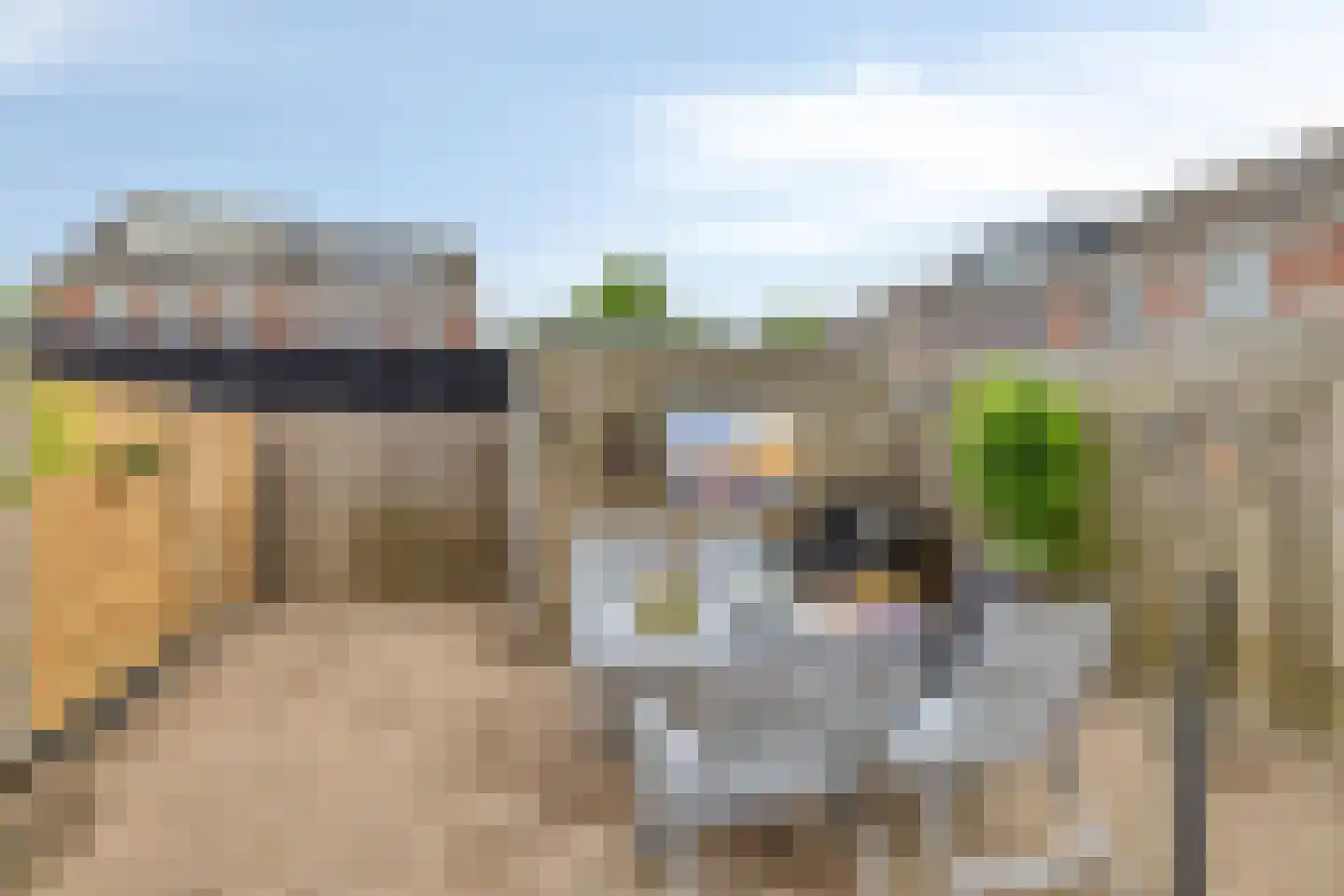 Grauwe Gans 42 Bergen op Zoom thumbnail 34