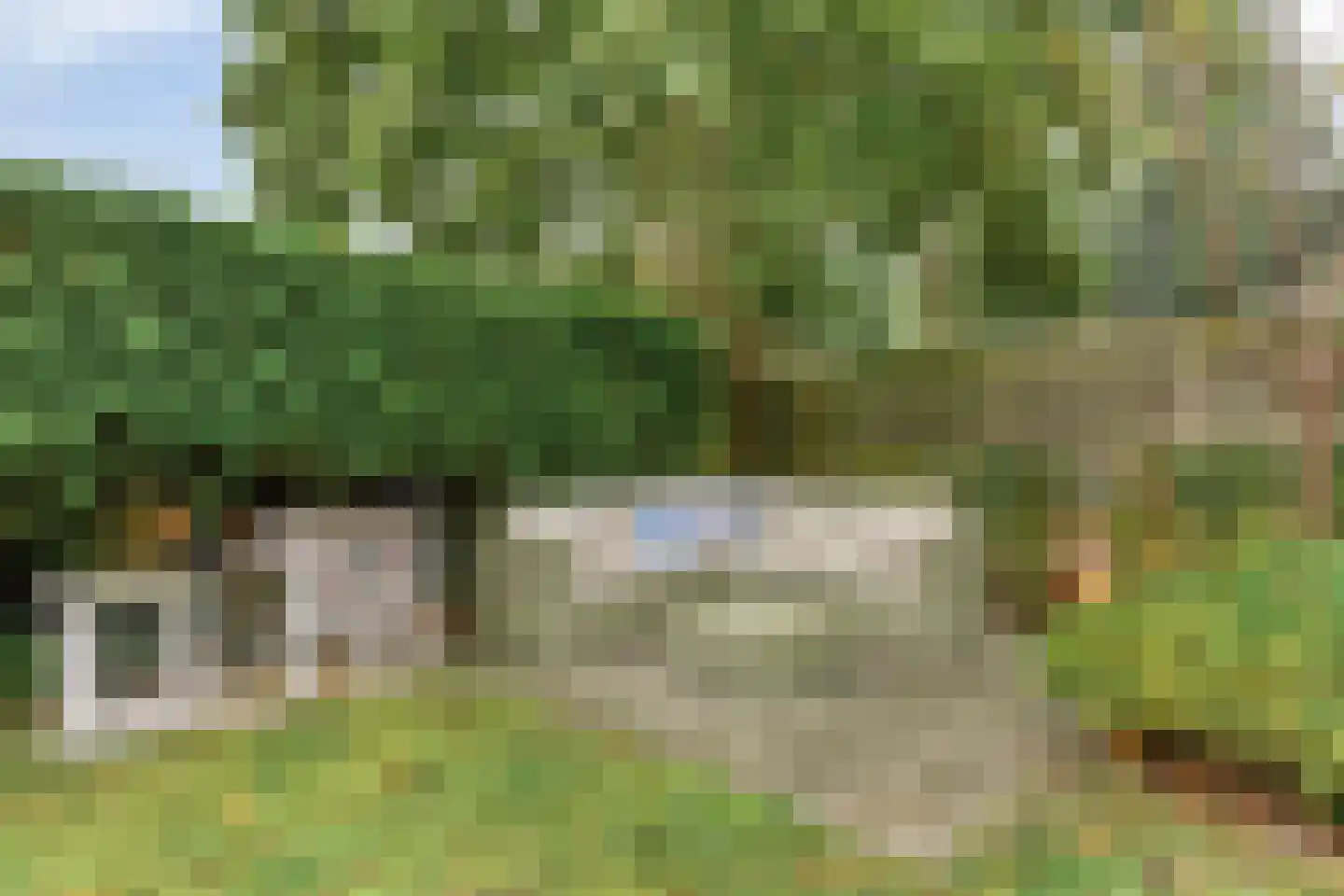 Grauwe Gans 42 Emmen thumbnail 33
