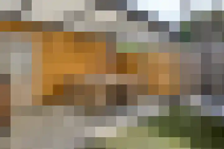 Grauwe Gans 46 Bergen op Zoom thumbnail 18