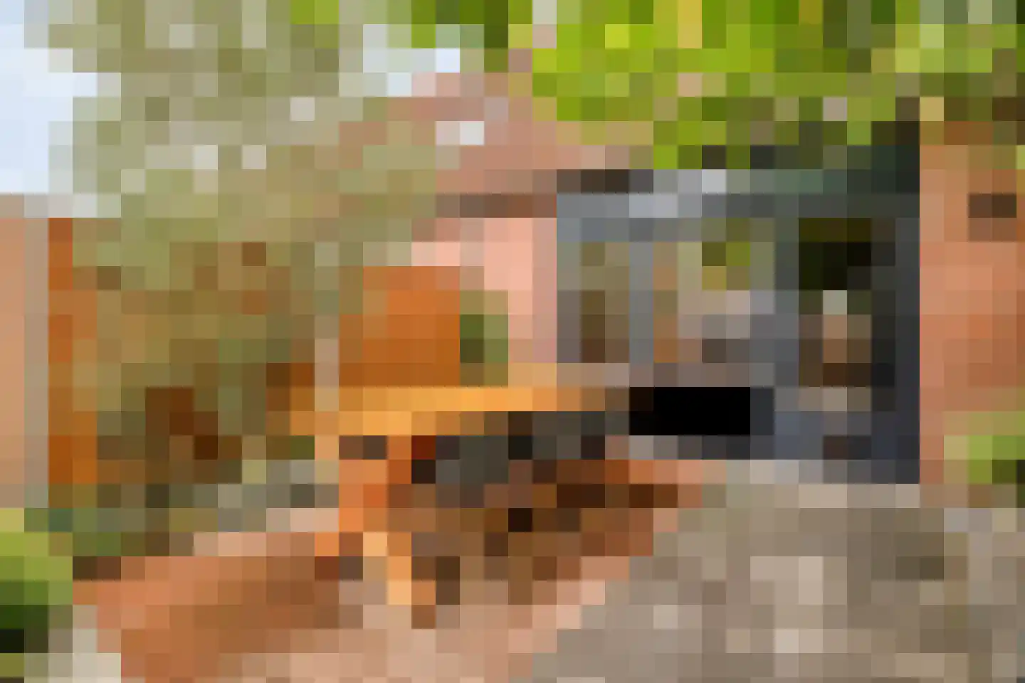 Grauwe Gans 62 Bergen op Zoom thumbnail 30