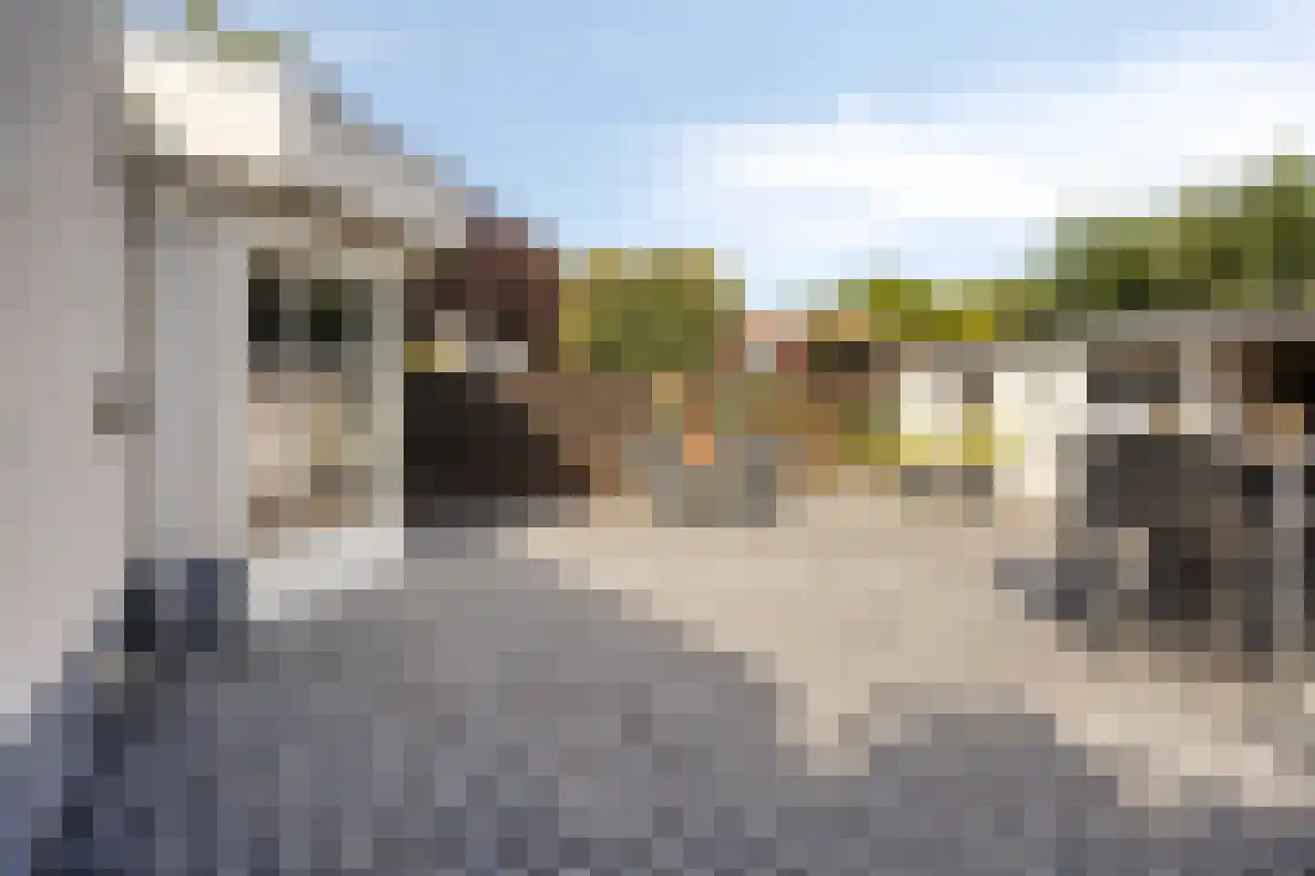 Grauwe Gans 8 Emmen thumbnail 31