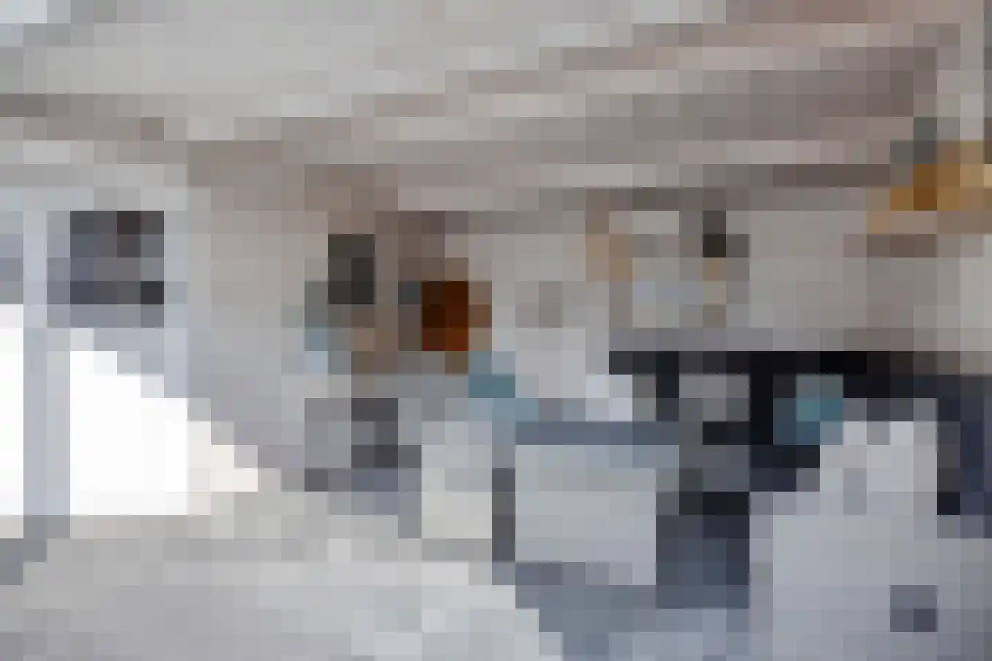 Grauwe Gans 8 Emmen thumbnail 33