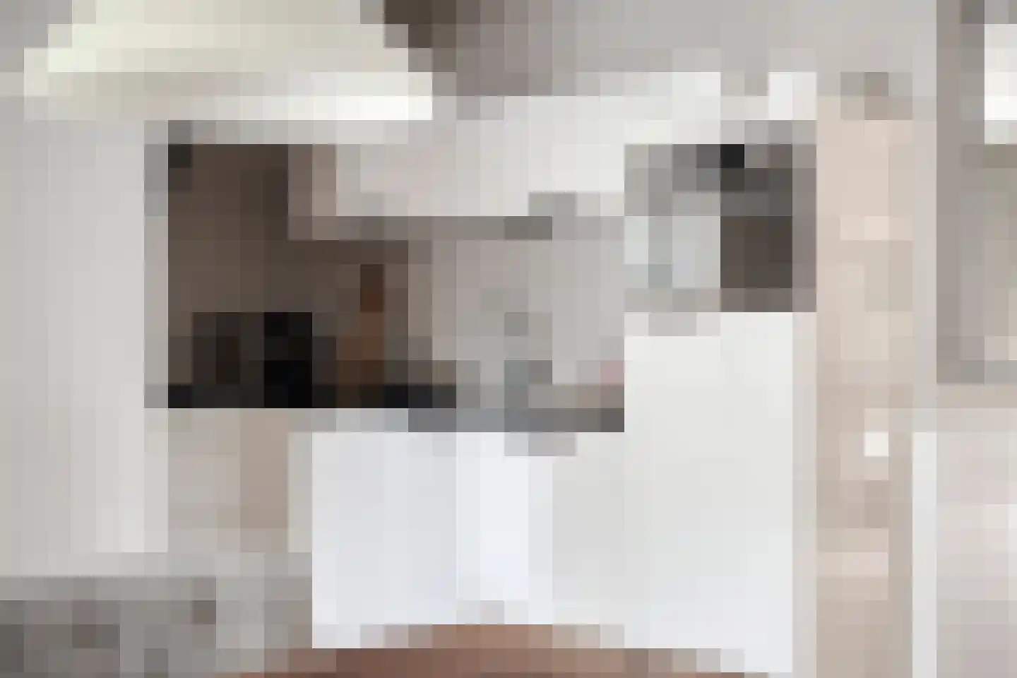 Grauwe Gans 8 Emmen thumbnail 4