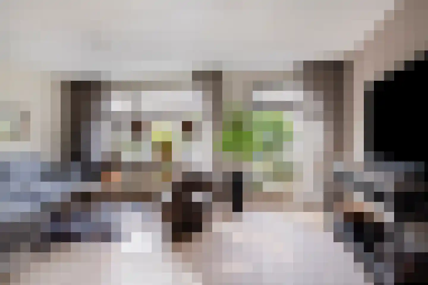 Grauwe Gans 8 Emmen thumbnail 8