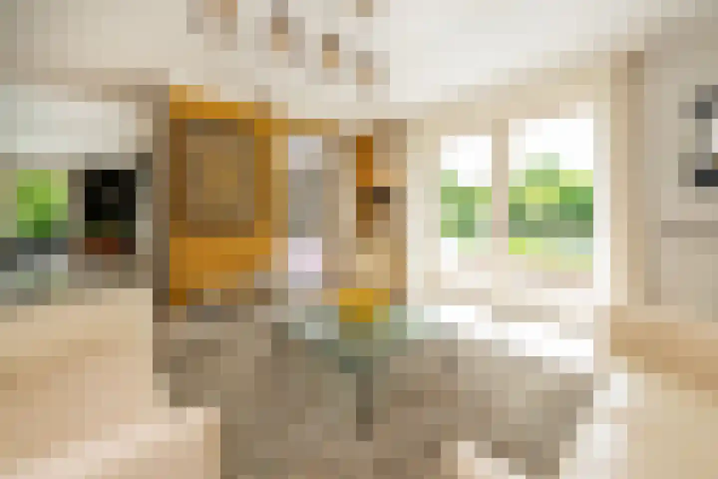 Gravenstate 8 Heythuysen thumbnail 17