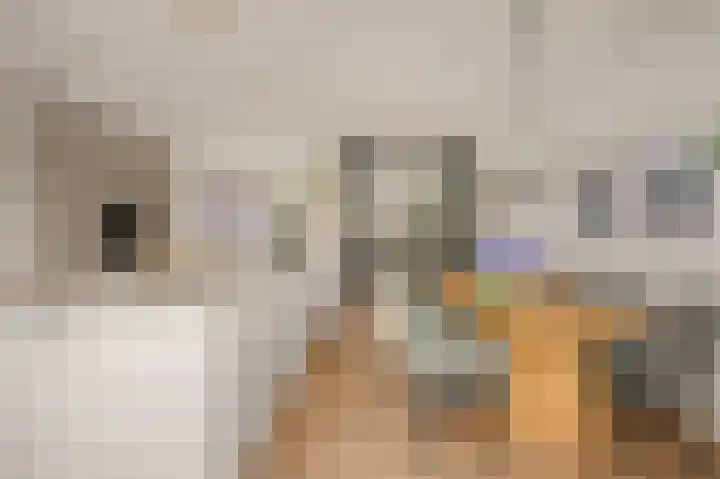 Gravin Adalaan 8 Den Haag thumbnail 18