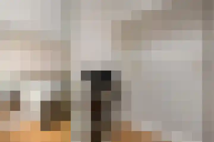 Gravin Adalaan 8 Den Haag thumbnail 23
