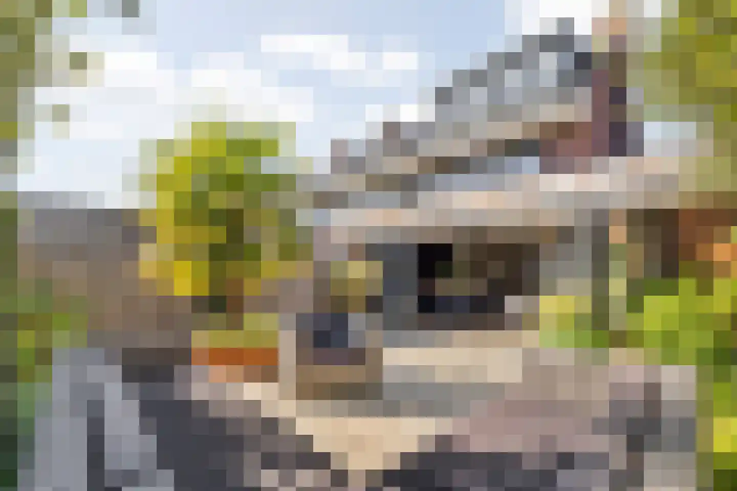 Gravin Gertrude 25 Huizen