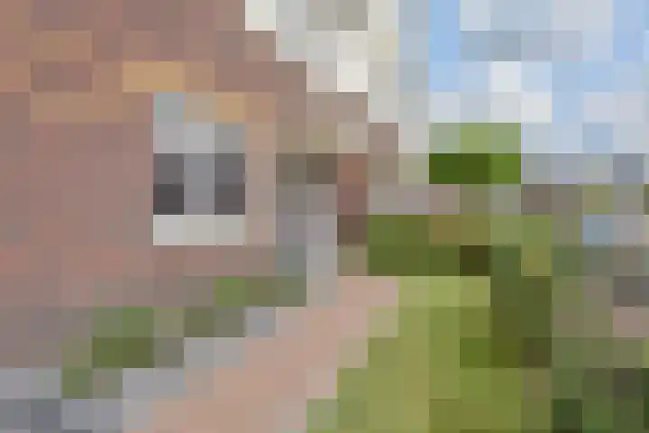 Gravin Othildehof 13 Den Haag thumbnail 43