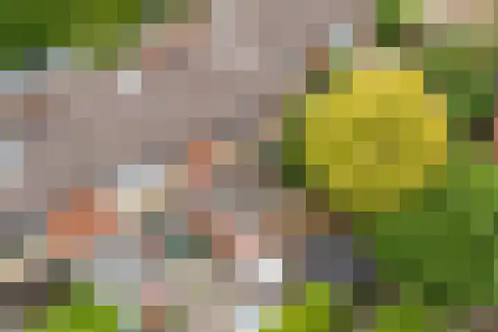 Greate Kamp 25 Bakkeveen thumbnail 39