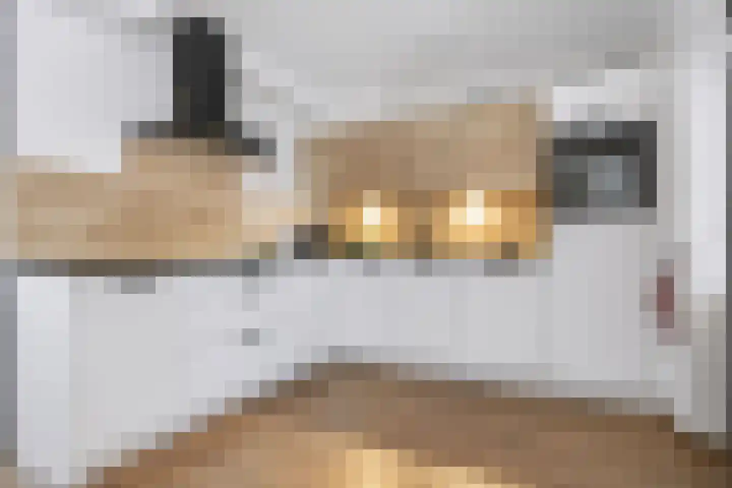 Greind 11 Nieuw-Amsterdam thumbnail 4
