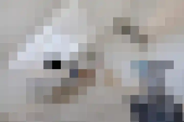 Grenenhout 15 Eindhoven thumbnail 27