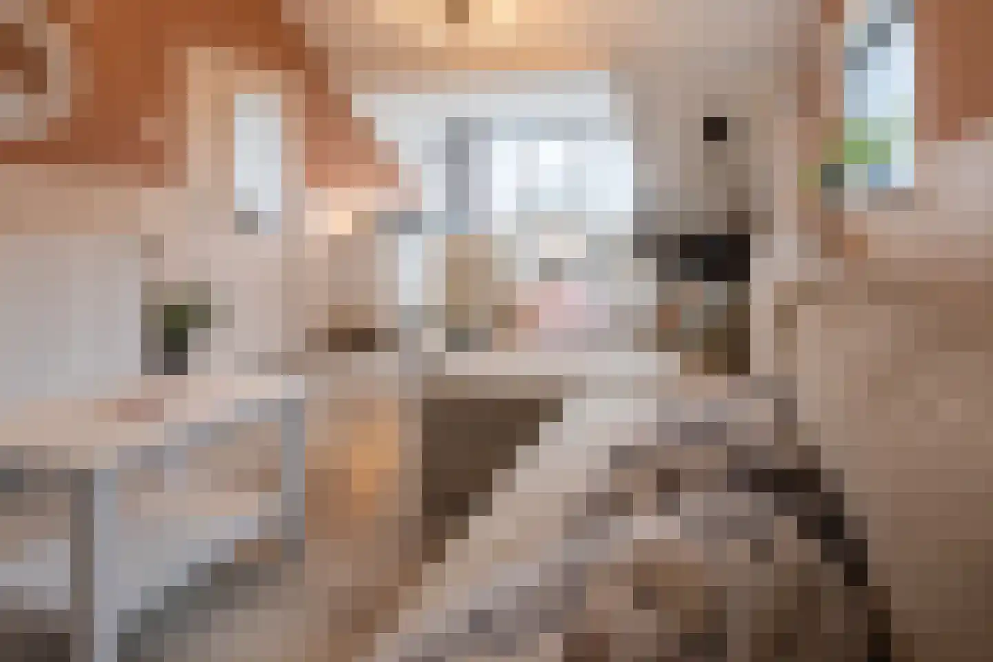Grensstraat 45 Putte thumbnail 45
