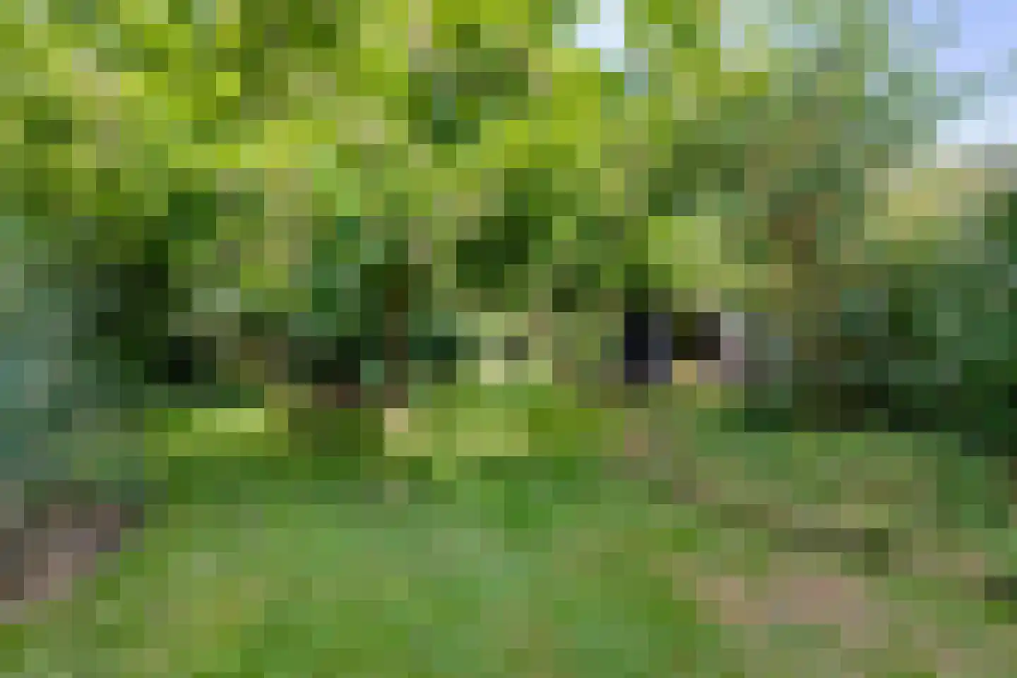 Grensweg 3 Lievelde thumbnail 71