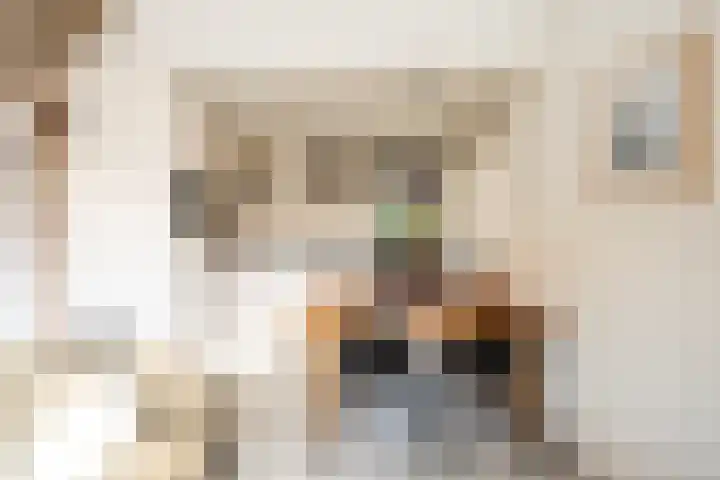 Grensweg 336 Den Burg thumbnail 11