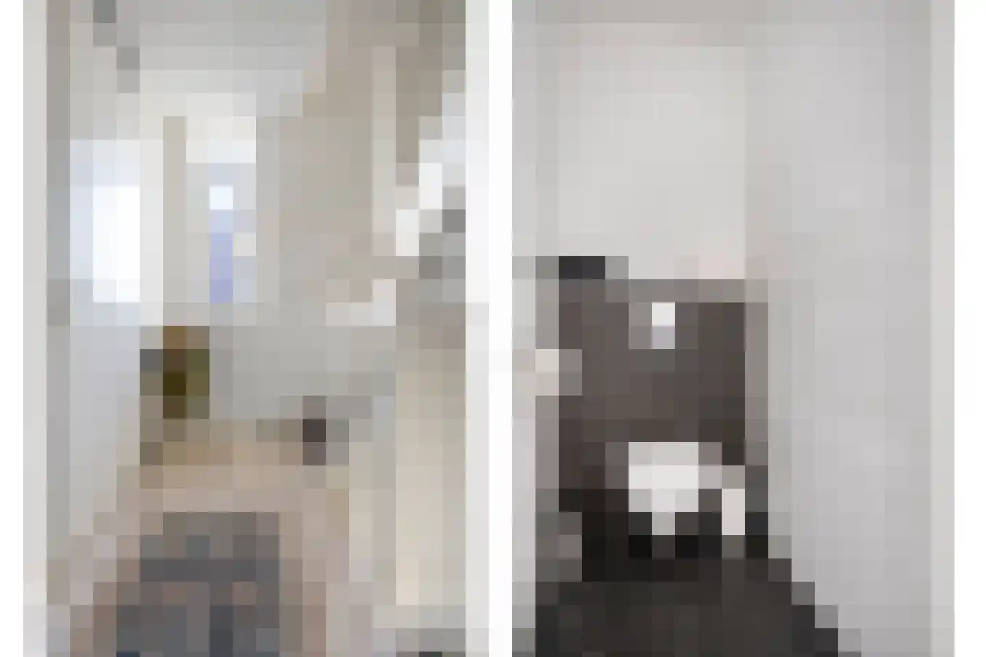 Grenzenboom 11 Ewijk thumbnail 23