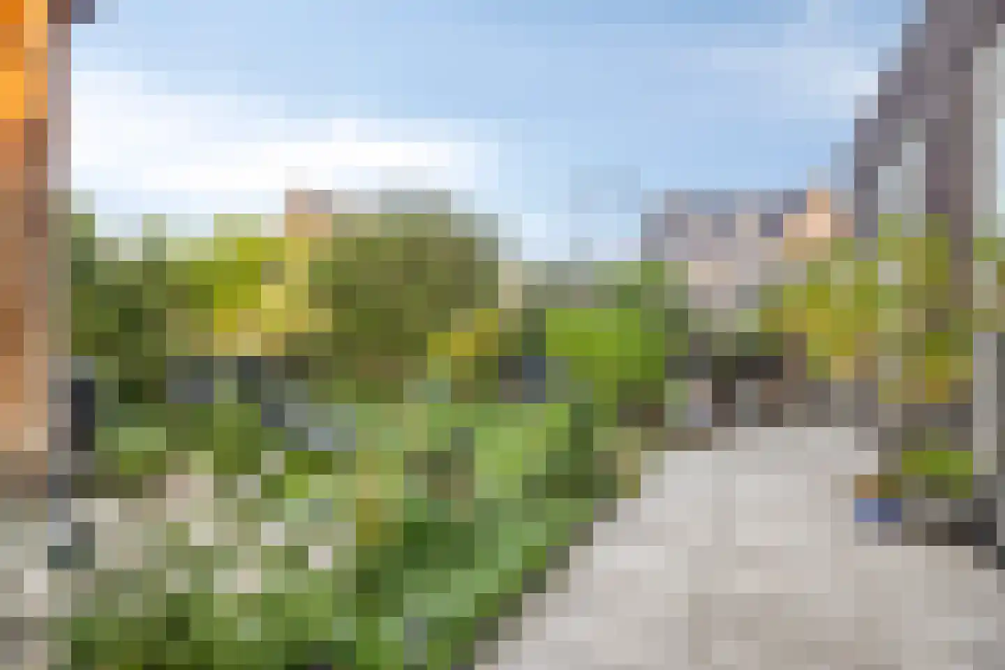 Grenzenboom 11 Ewijk thumbnail 40