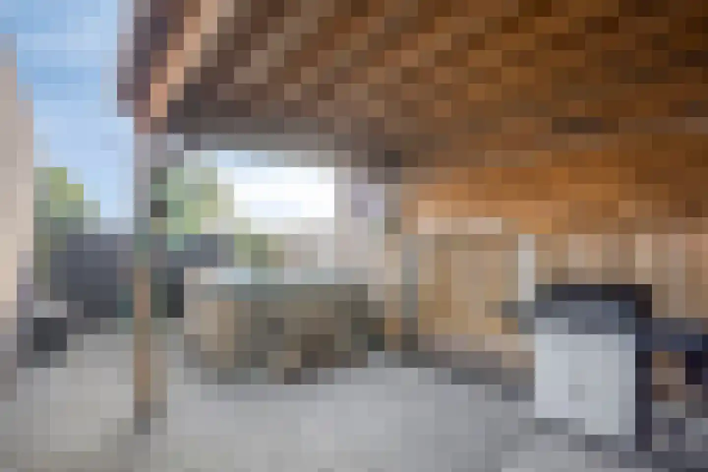 Grenzenboom 11 Ewijk thumbnail 46