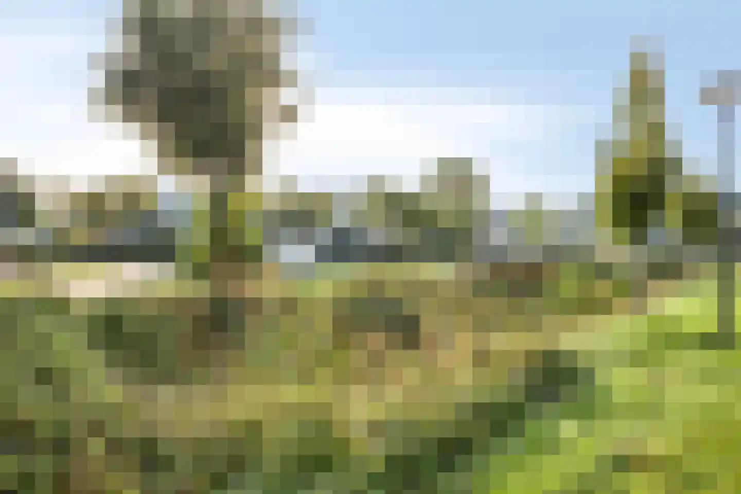 Grenzenboom 11 Ewijk thumbnail 51