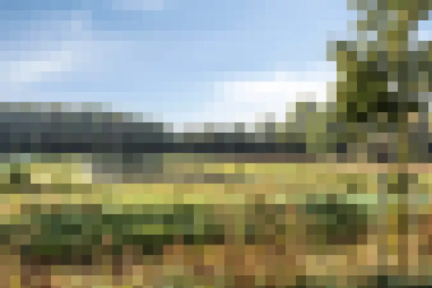 Grenzenboom 11 Ewijk thumbnail 52