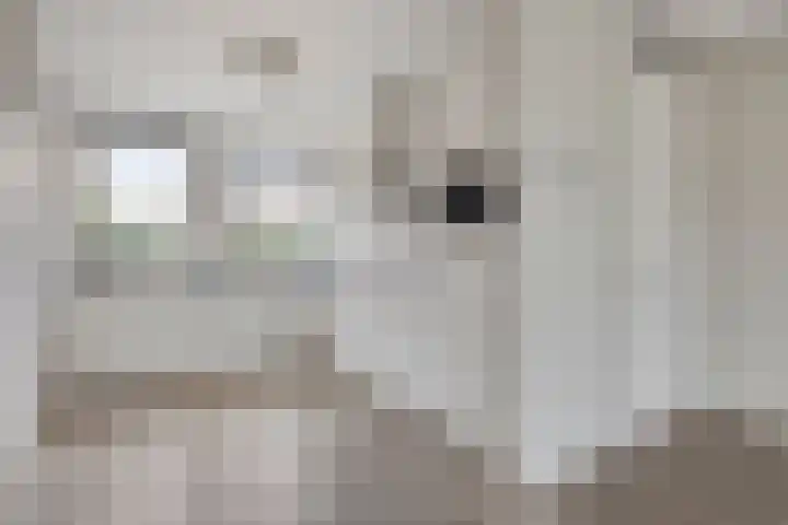 Greupe 16 Kloosterhaar thumbnail 11