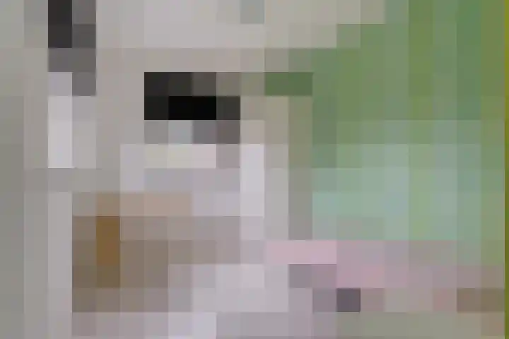 Greupe 9 Kloosterhaar thumbnail 22