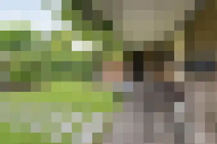 Greupe 9 Kloosterhaar thumbnail 35