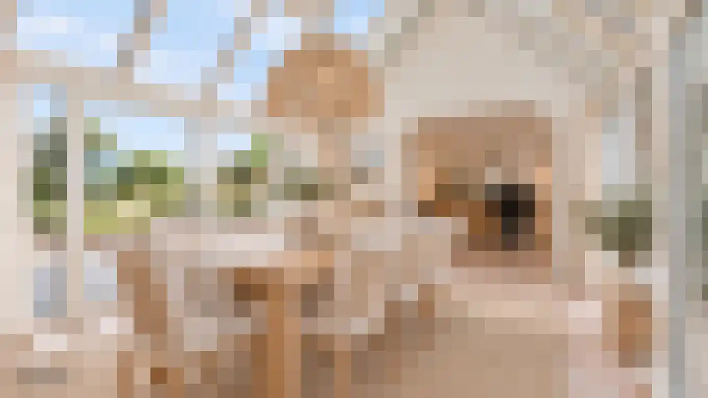 Grevelingenhof 33 Scharendijke thumbnail 15