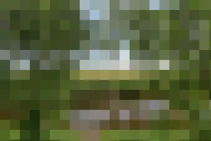 Grevelingenhout 181 Bruinisse thumbnail 37