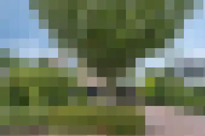 Grevelingenhout 181 Bruinisse thumbnail 6