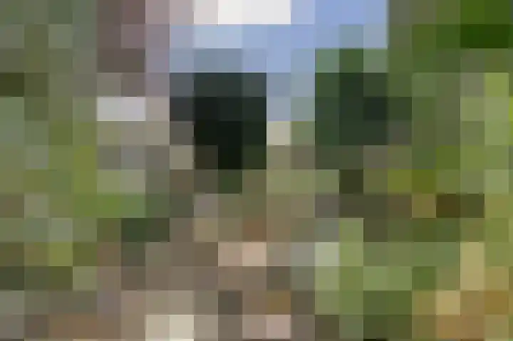 Grevelingenhout 187 Bruinisse thumbnail 48
