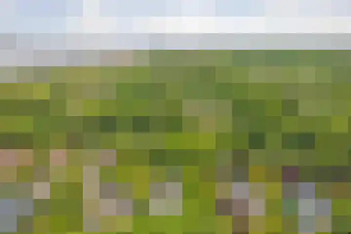 Grevelingenhout 51 Bruinisse thumbnail 32