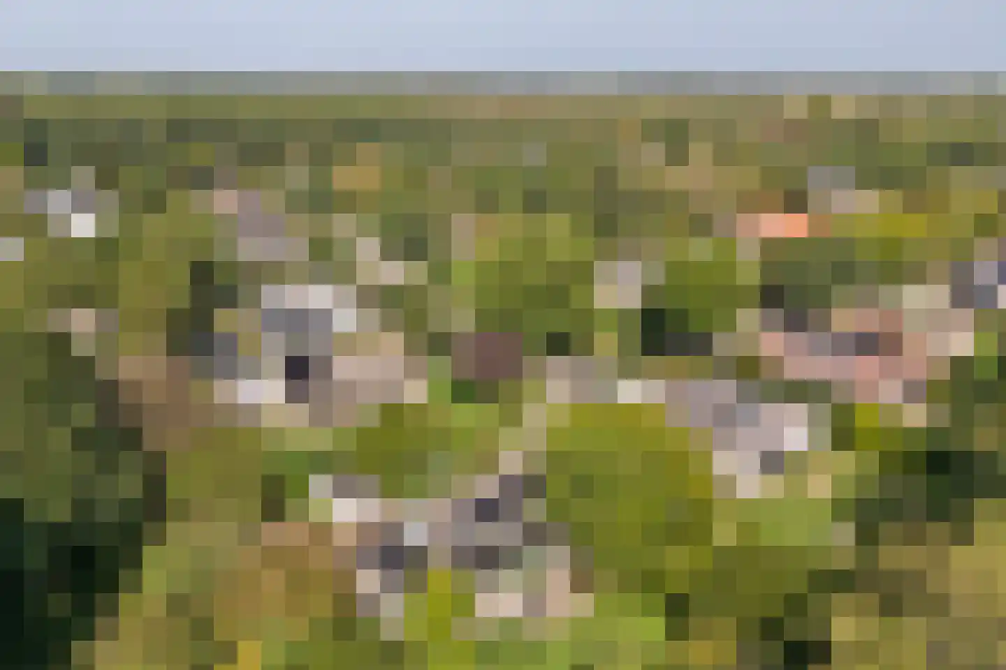 Grevelingenlaan 22 Burgh-Haamstede thumbnail 66