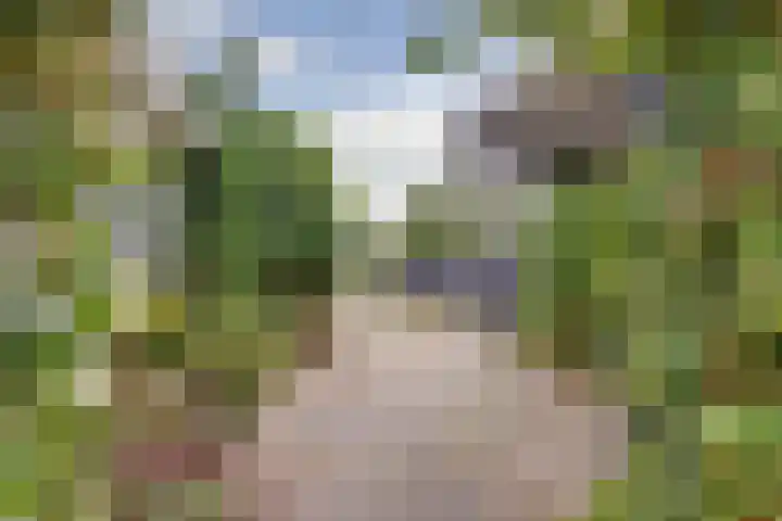 Grevelingenlaan 8 Scharendijke thumbnail 26