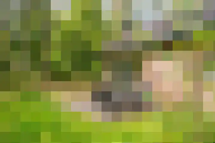 Grevenhout 21 217 Uddel thumbnail 15