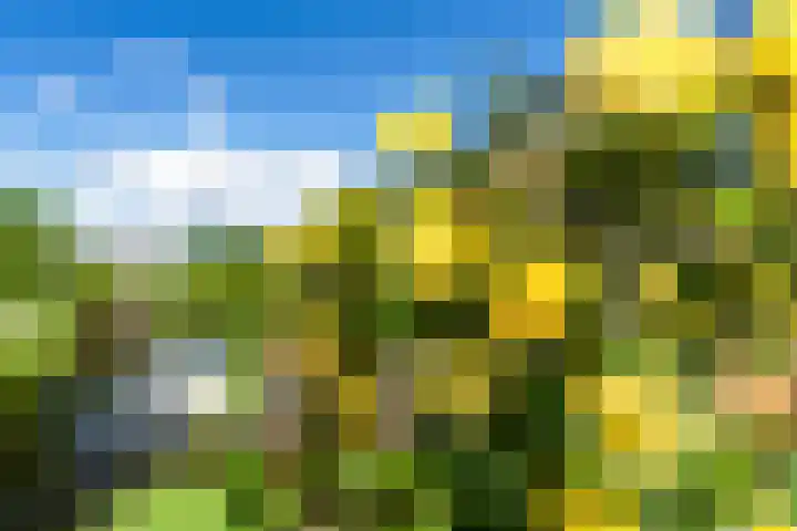 Griend 1 Heemskerk thumbnail 48