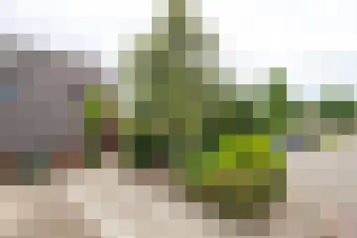 Griend 27 Elst thumbnail 40