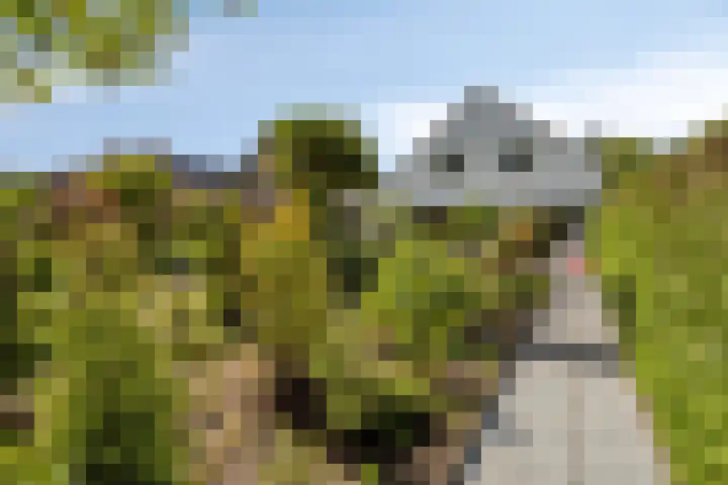 Griendwerker 26 Oud-Beijerland thumbnail 47