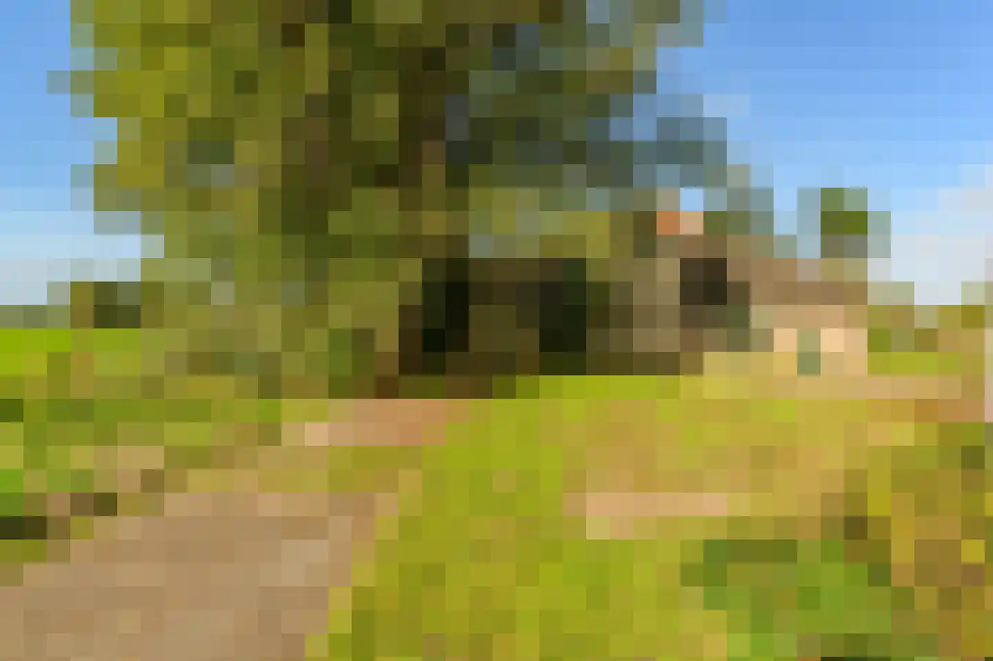 Griene dyk 4 Wirdum thumbnail 23
