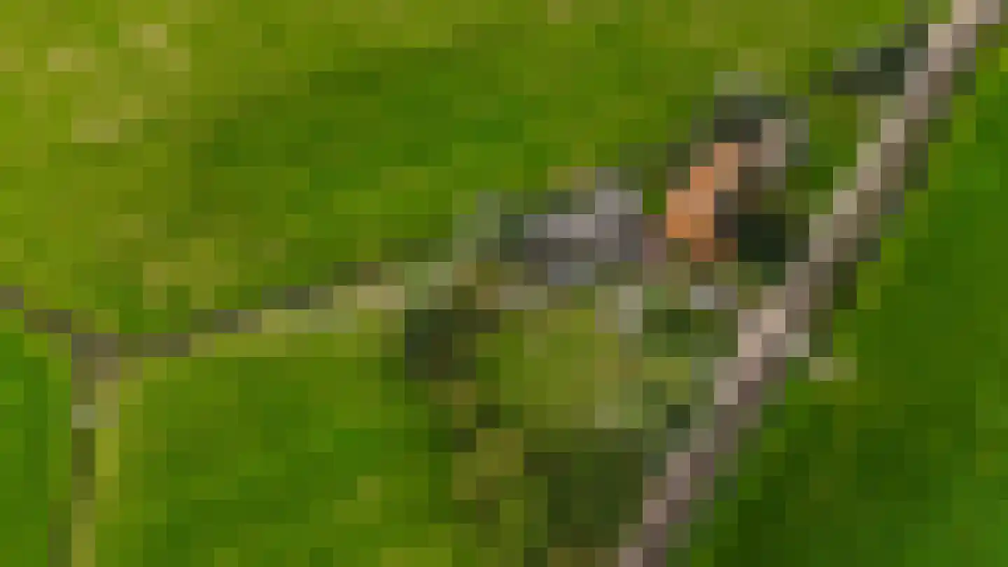 Griene dyk 4 Wirdum thumbnail 6