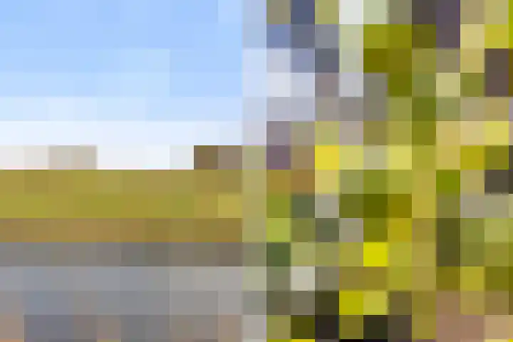 Griene Leane 34 Stiens thumbnail 33