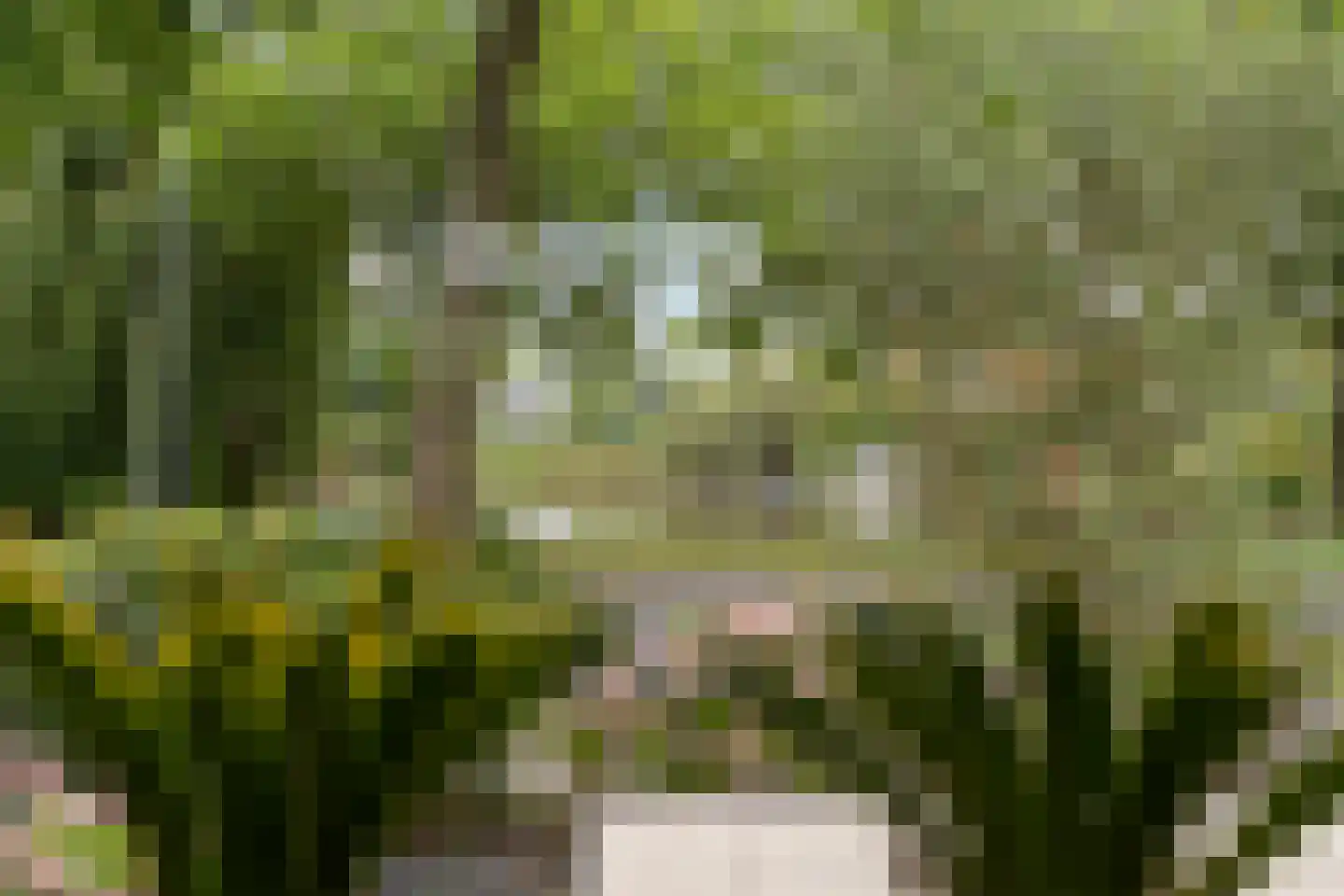 Griene Leane 8 Stiens thumbnail 18