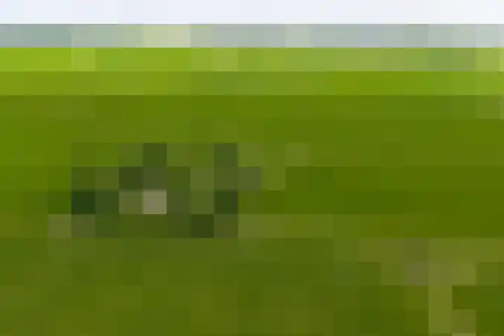 Griene Reed 1 Hantumerútbuorren thumbnail 10