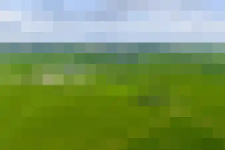 Griene Reed 1 Hantumerútbuorren thumbnail 11