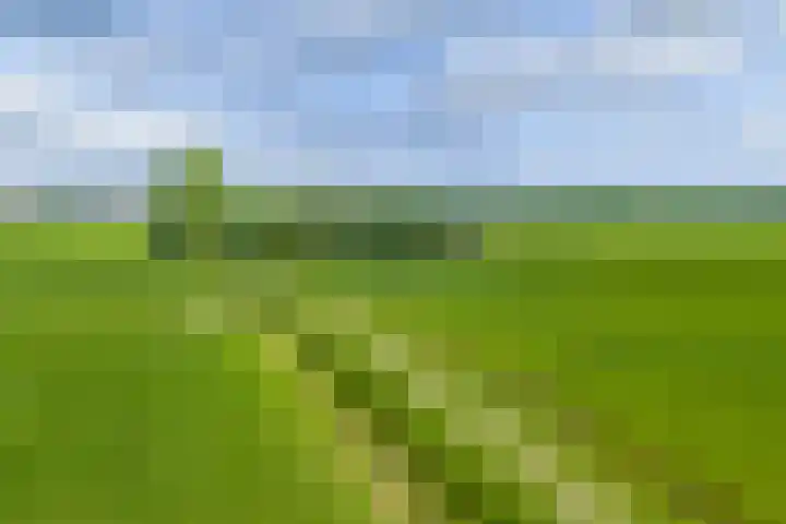 Griene Reed 1 Hantumerútbuorren thumbnail 13
