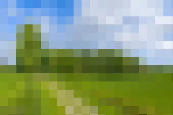 Griene Reed 1 Hantumerútbuorren thumbnail 14