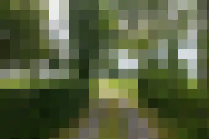Griene Reed 1 Hantumerútbuorren thumbnail 15