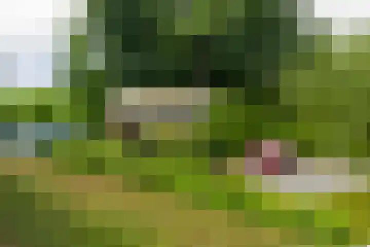 Griene Reed 1 Hantumerútbuorren thumbnail 20